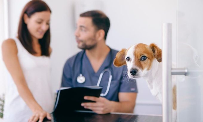 Assurance Animaux