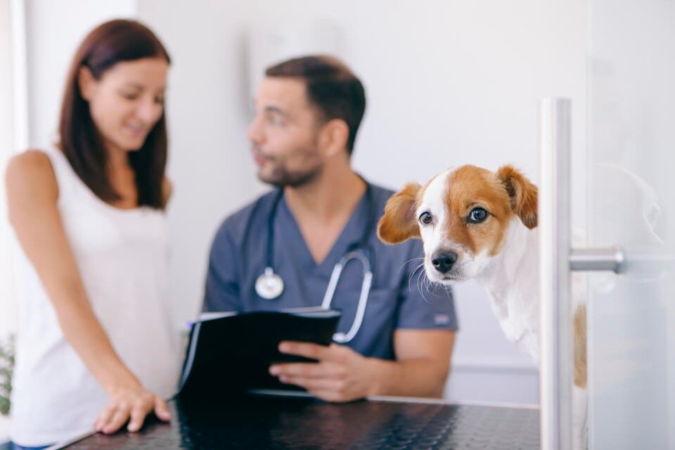 Assurance Animaux